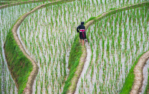 Yao woman on rice terrace in the mountain, Dazhai, Longsheng, Guangxi Province, China photo