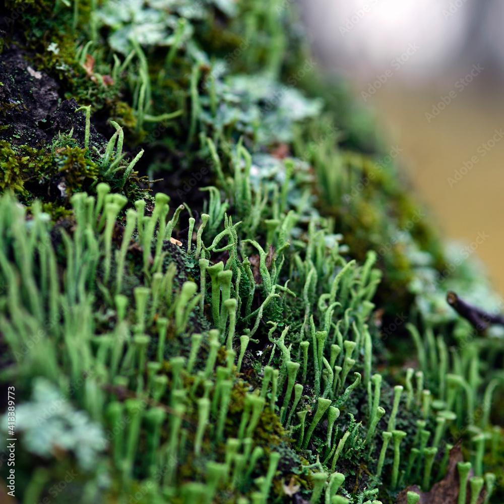 Lichen cladonia coniocraea and moss on tree bark in autumn forest. Lichen cladonia coniocraea and moss on tree bark in autumn forest.
