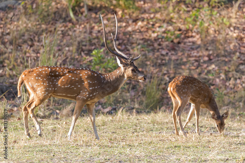 India  Madhya Pradesh  Bandhavgarh National Park. A spotted deer stag approaching a female.