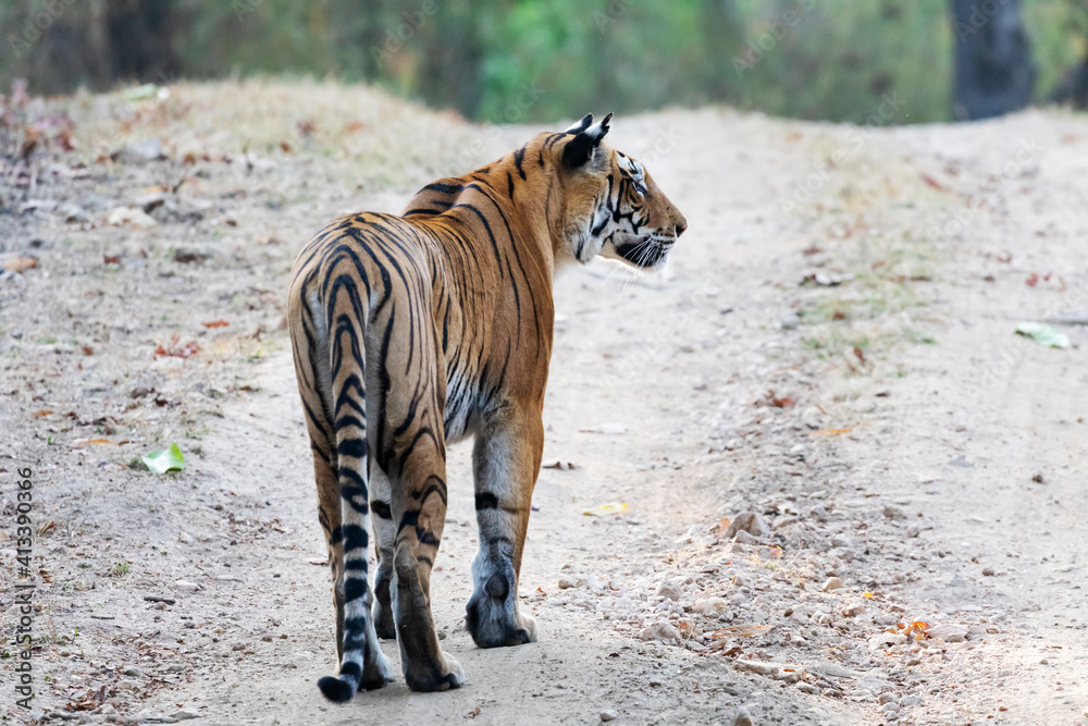 Fototapeta premium India, Madhya Pradesh, Kanha National Park. A female Bengal tiger walking down the road.