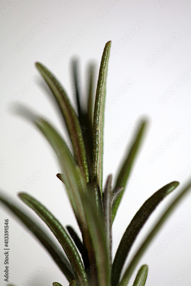 Obraz premium Rosemary aromatic plant Rosmarinus officinalis leaves close up family lamiaceae modern background high quality prints