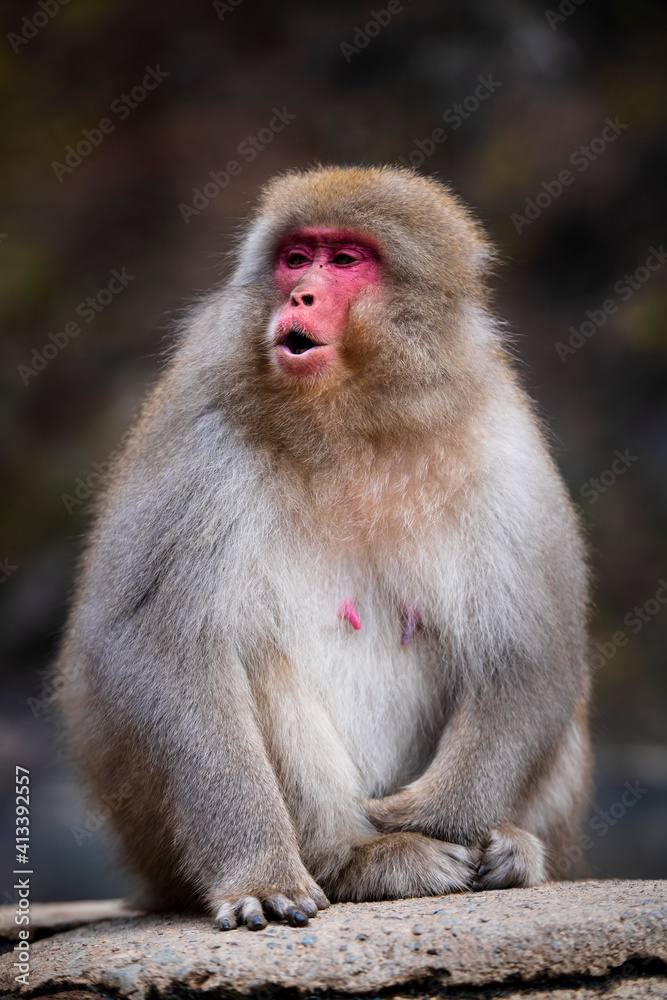 A female snow monkey, macaque sitting on a ledge calling, at Jigokudani Snow Monkey Park