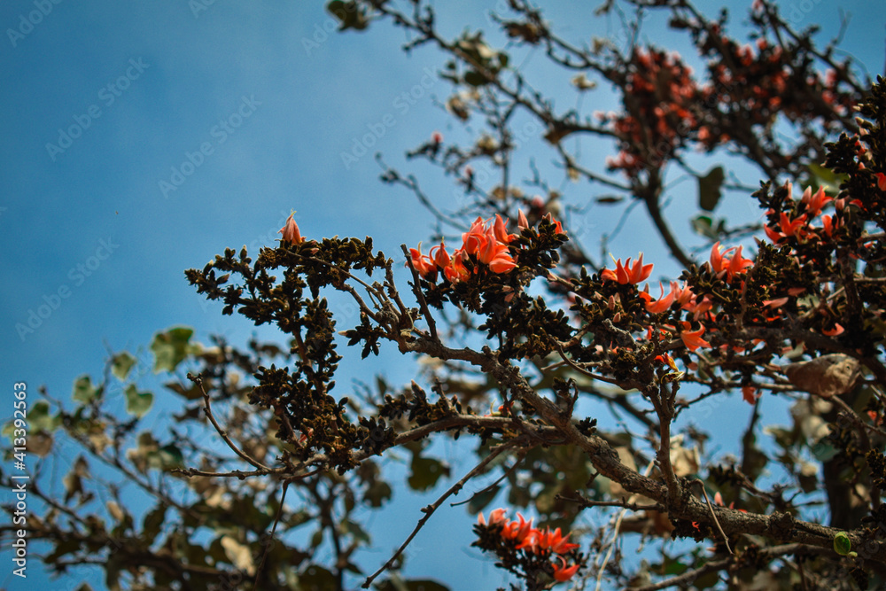 Selective Focus And Blur ,Palash flowers and flower buds growing on the Palash tree Selective Focus And Blur ,Palash flowers and flower buds growing on the Palash tree