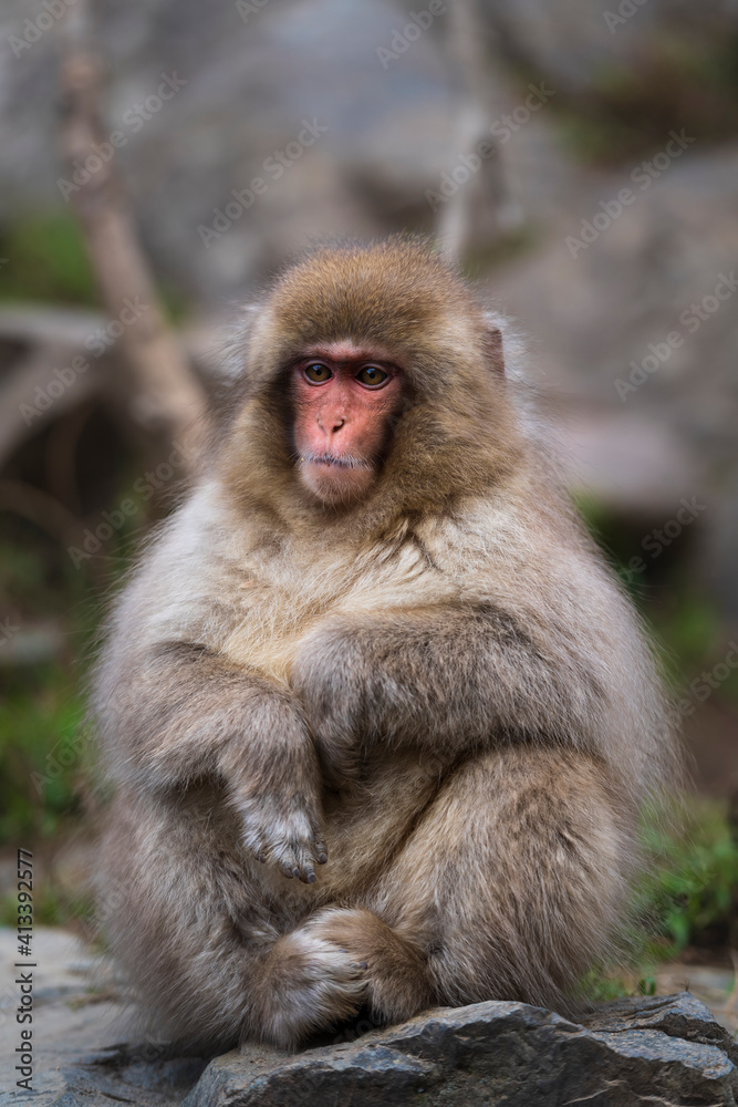 An adult macaque, snow monkey, sitting on a rock, elbows on knees, looking, at Jigokudani snow monkey park, Japan