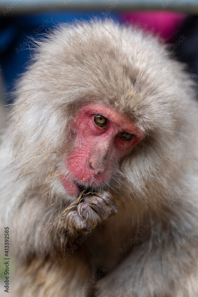 An mature macaque, snow monkey, close up, grooming his paw, Jigokudani Snow Monkey Park, Japan An mature macaque, snow monkey, close up, grooming his paw, Jigokudani Snow Monkey Park, Japan