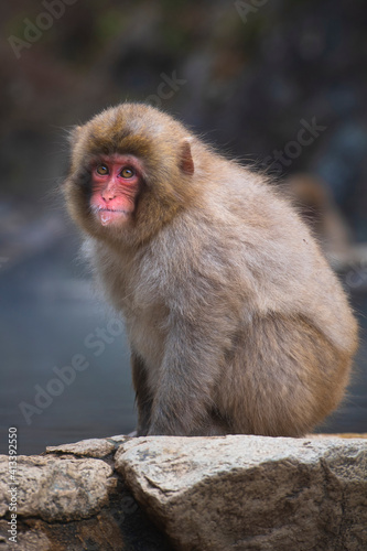 Photography One juvenile snow monkey sitting on a rock, water dripping, at Jigokudani Park