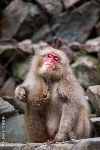 A juvenile macaque tucked into mother sitting on ledge at Jigokudani Snow Monkey Park  Japan