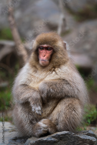 An adult macaque, snow monkey, sitting on a rock, elbows on knees, looking, at Jigokudani snow monkey park, Japan © Danita Delimont