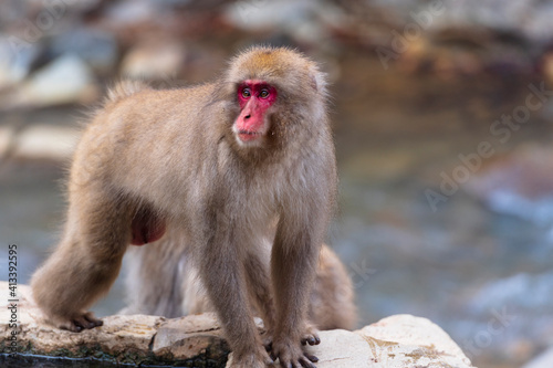 An adult male macaque, snow monkey, standing on the edge of the hot springs in Jigokudani Snow Monkey park, Japan © Danita Delimont