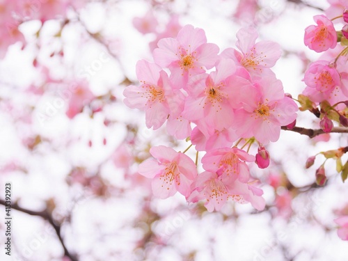 桜（河津桜）1 © gatito floral