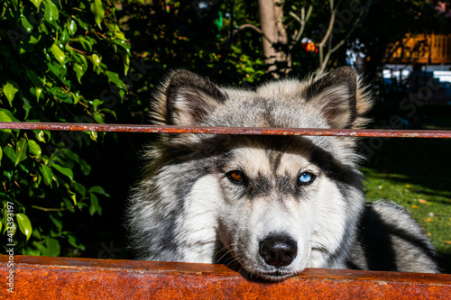 A beautiful Siberian Huskey dog ​​with one blue eye and one brown eye, different colored eyes, on the fence of his house