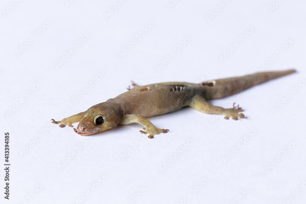 Obraz premium Dead lizard carcass isolated on white background