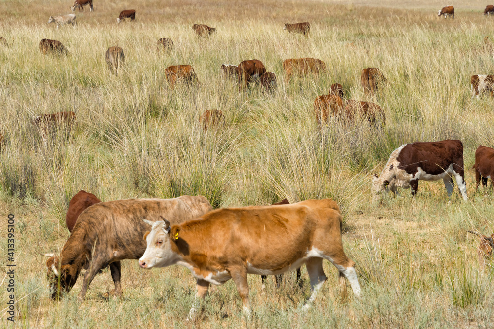 Cattle on the grassland, Almaty, Kazakhstan Cattle on the grassland, Almaty, Kazakhstan