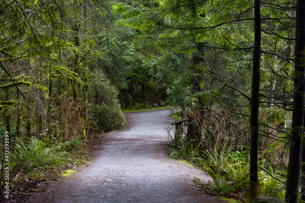 Beautiful Path in the Rainforest during a wet and rainy day. Lynn Canyon Park, North Vancouver, British Columbia, Canada. Nature Forest Background Beautiful Path in the Rainforest during a wet and rainy day. Lynn Canyon Park, North Vancouver, British Columbia, Canada. Nature Forest Background