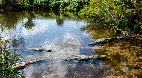 Fototapeta Naklejka Na Ścianę i Meble -  Lake full of Alligators in the Everglades 