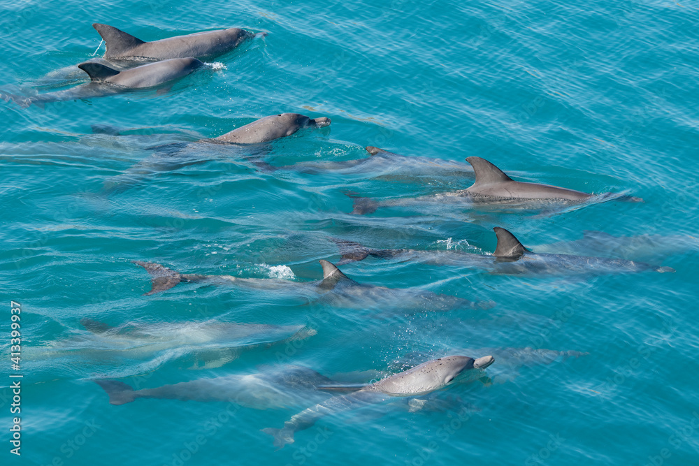 Obraz premium Western Australia, Kimberley Coast, Yampi Sound, Buccaneer Archipelago. Pod of Indo-Pacific bottlenose dolphins.