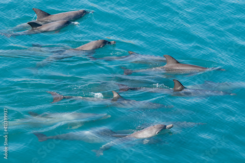 Western Australia, Kimberley Coast, Yampi Sound, Buccaneer Archipelago. Pod of Indo-Pacific bottlenose dolphins.