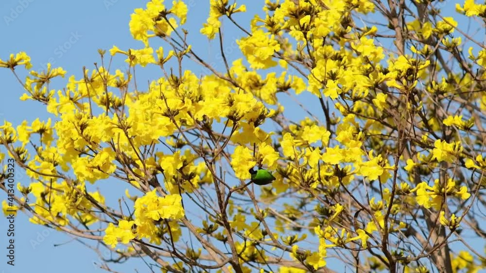 Golden-fronted leafbird (Chloropsis aurifrons) feeding nectar from yellow flower blossom during spring with ambient nature sound. Golden-fronted leafbird (Chloropsis aurifrons) feeding nectar from yellow flower blossom during spring with ambient nature sound.