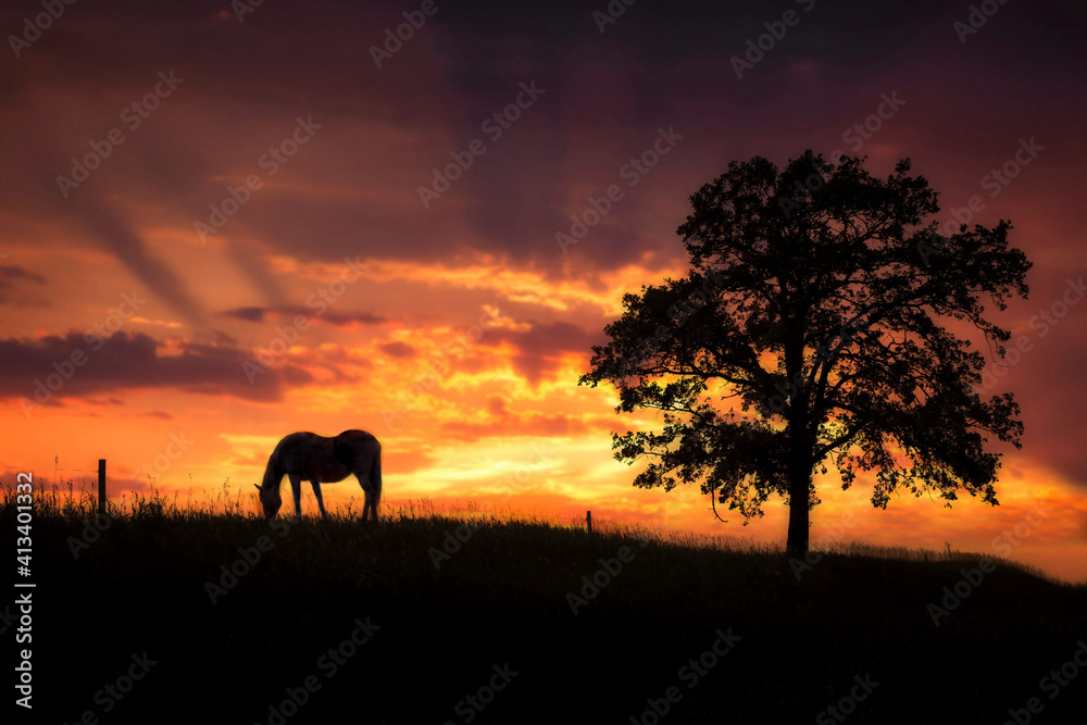 silhouette of a horse grazing on a hill beside a tree under a beautiful sunset
