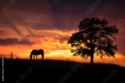 silhouette of a horse grazing on a hill beside a tree under a beautiful sunset