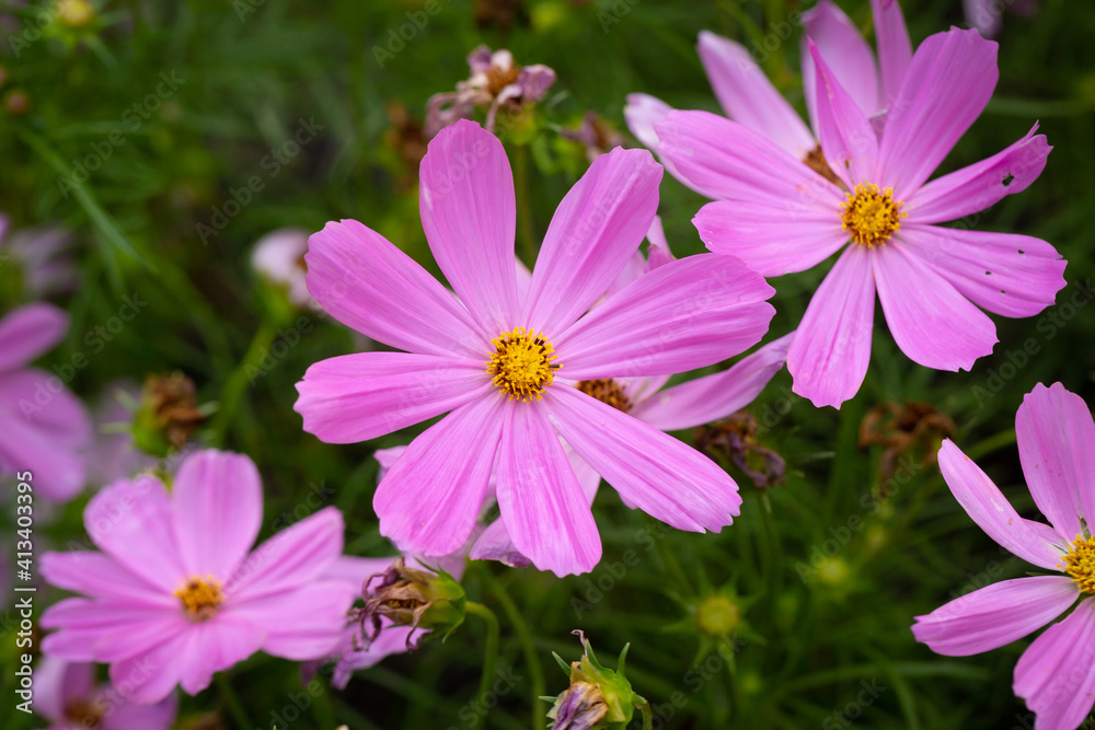 Cosmos bipinnatus, commonly called the garden cosmos or Mexican aster, is a medium-sized flowering herbaceous plant native to the Americas. Cosmos bipinnatus, commonly called the garden cosmos or Mexican aster, is a medium-sized flowering herbaceous plant native to the Americas.