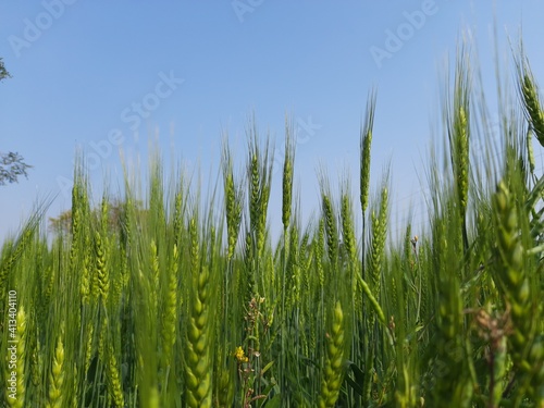 Green wheat field. Panoramic view of green field of wheat a clear sunny day. Meadow and blue sky. Wheat is a grass widely cultivated for its seed  a cereal grain which is a worldwide staple food.