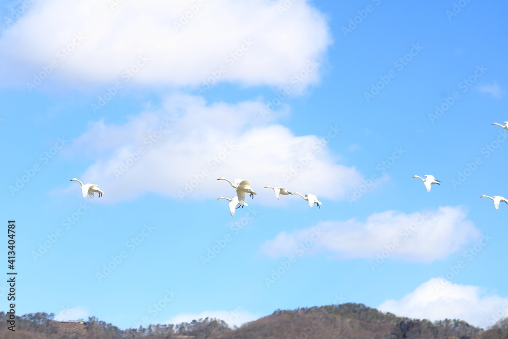 Fototapeta premium 大空を舞うこはくちょうの姿