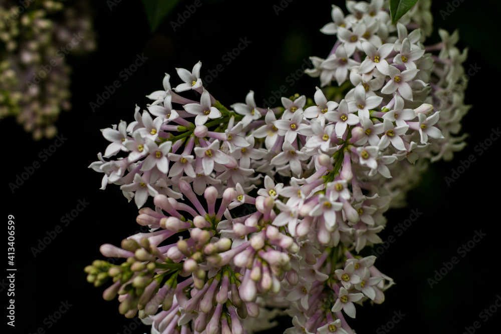 branch of lilac in lilac flowers. pink flowers on a tree branch branch of lilac in lilac flowers. pink flowers on a tree branch