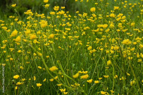 many yellow flowers on a green background. beautiful floral background. yellow flowers