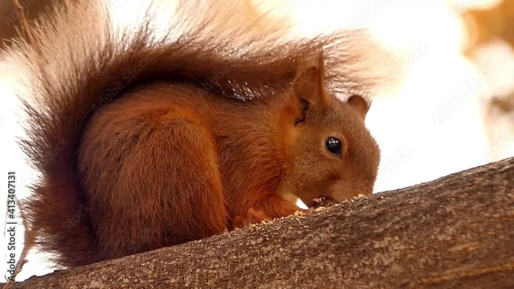 Squirrel sits on the tree and eats a nut Switzerland close-up