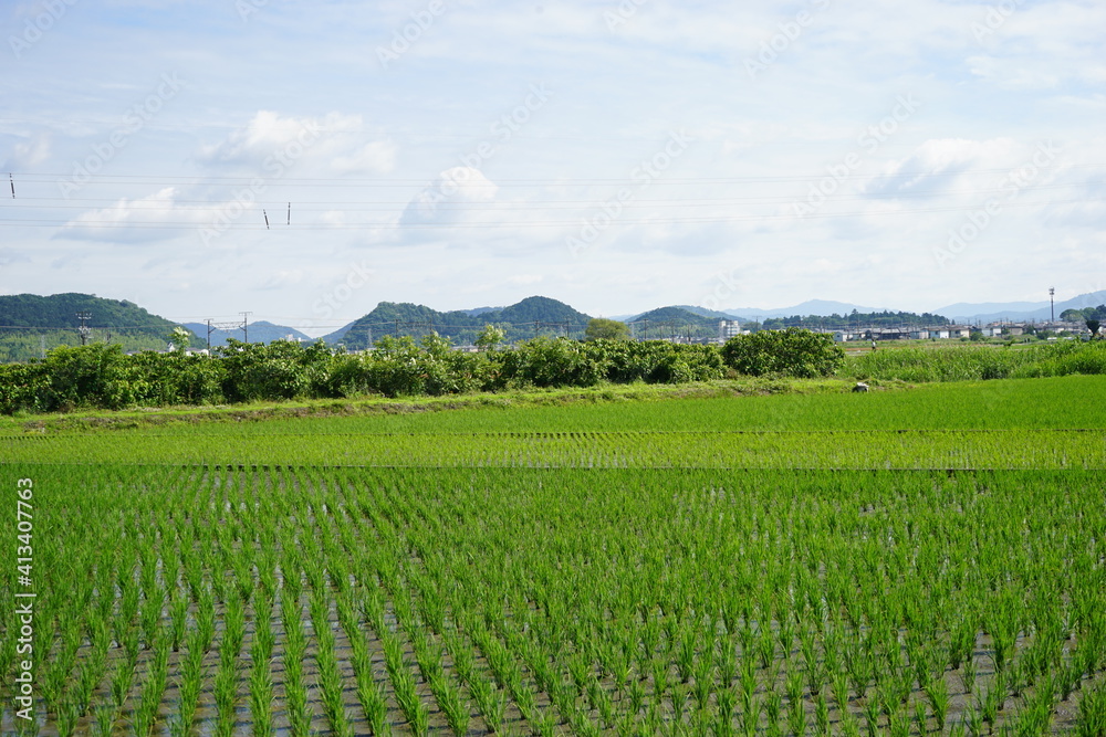 Fresh green summer rice paddy field in Shiga, Japan - 水田 滋賀県 日本
