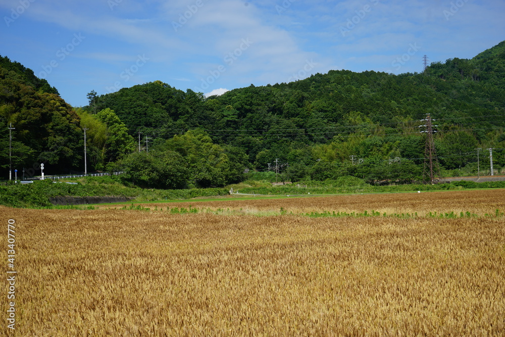 Rural landscape with mountains and wheat field - 小麦畑 山 田園風景 滋賀 日本 Rural landscape with mountains and wheat field - 小麦畑 山 田園風景 滋賀 日本