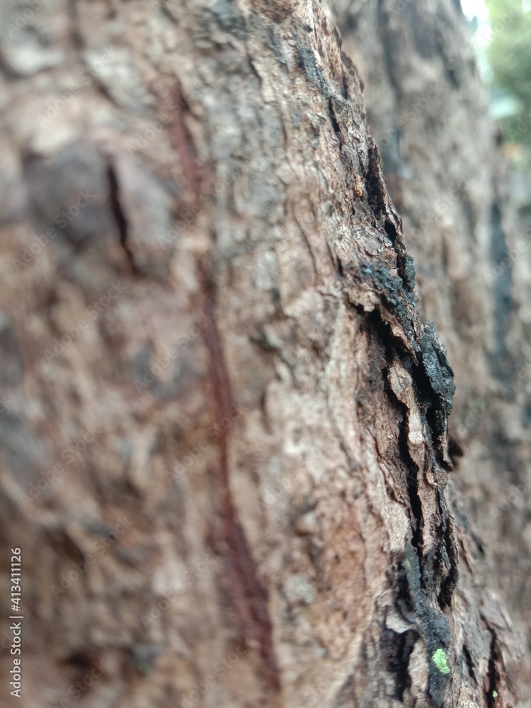 bark of a tree bark of a tree