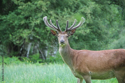 Fototapeta Naklejka Na Ścianę i Meble -  Red Deer, Windsor Great Park, United Kingdom.