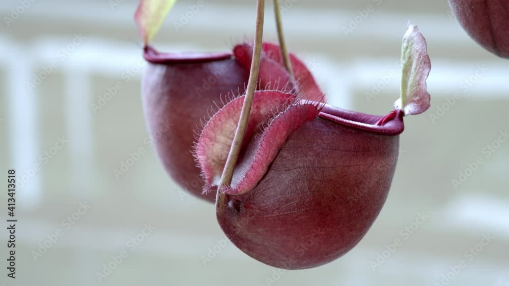 Round Shape Pot Nepenthes, Pitcher Plant Tropical Plant in Water-Background