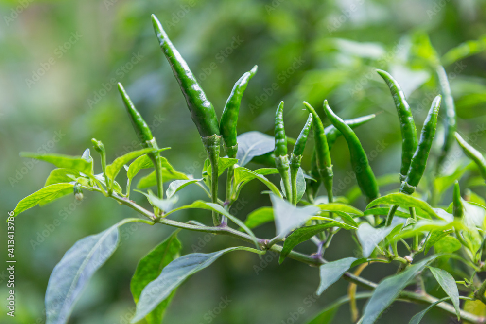 Obraz premium Green chili pepper in the chili garden