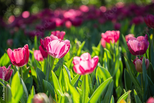 Fresh colorful tulip flowers in the garden at spring day