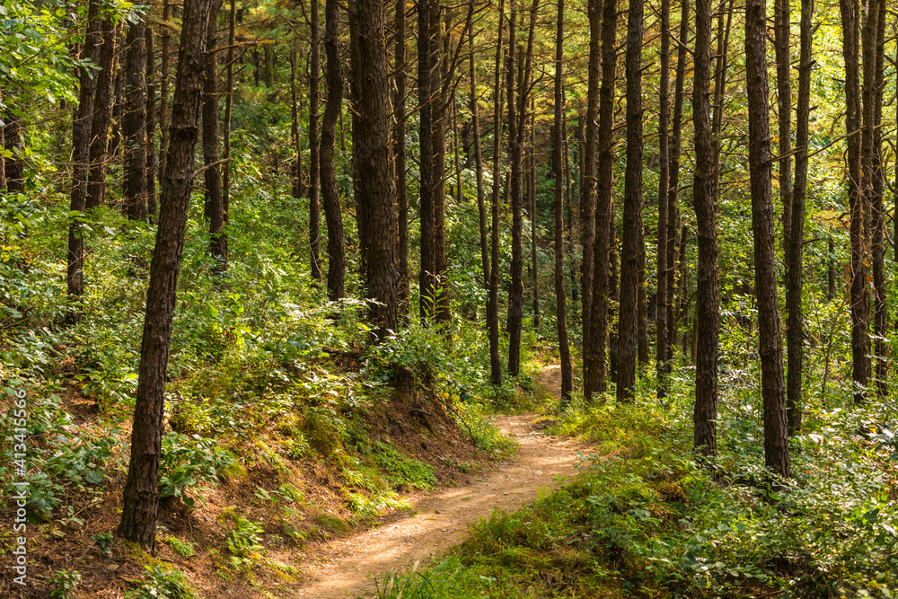 Fototapeta premium 화인산림욕장 산책 