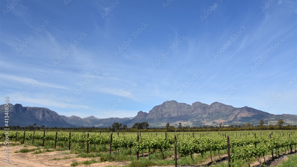 Landscape with vineyards in spring green with Mountains in the background