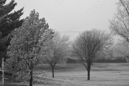 Ice Storm and Freezing Fog in the Trees at Canyon, Texas near Amarillo.