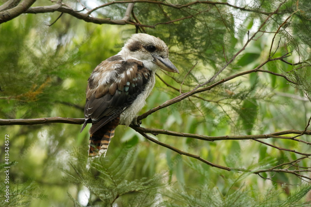 Kookaburra (Dacelo novaeguineae) perched on the branch of an Arcacia tree