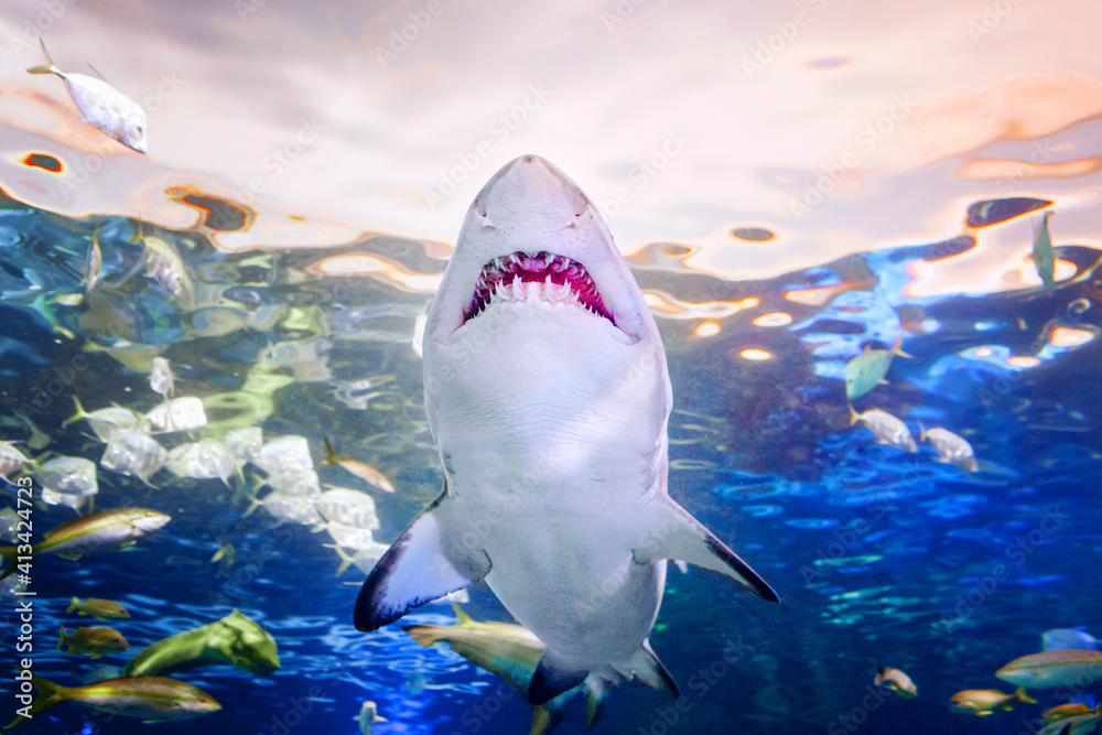 Giant scary shark with big teeth mouth under water in aquarium. Sea