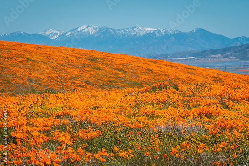 Endless California poppy wildflower bloom with snow mountain in the background