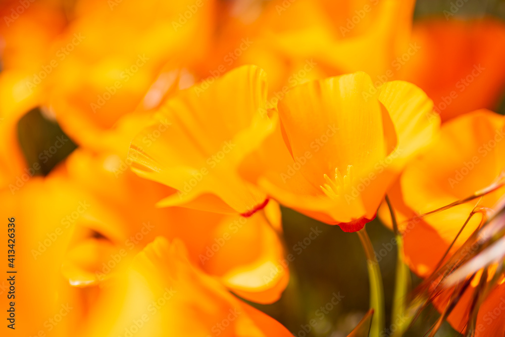 Obraz premium California poppy field wildflower bloom