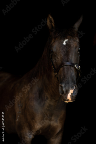 portrait of a black horse