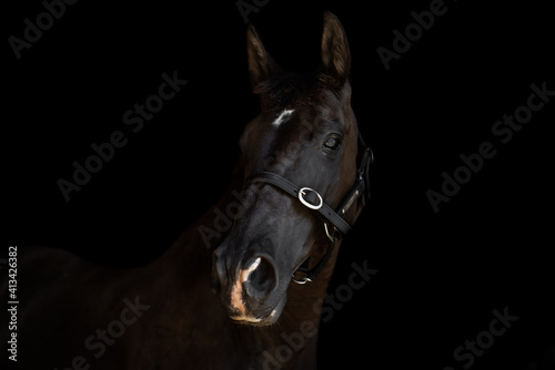 horse head on black