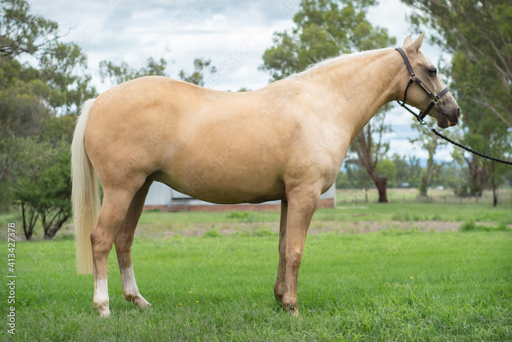 Obraz premium horse in the field