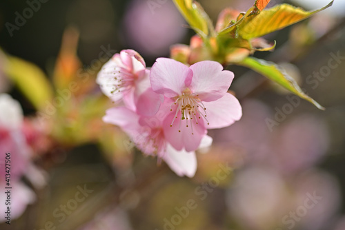 Fototapeta Naklejka Na Ścianę i Meble -  spring, in which the cherry blossoms bloom