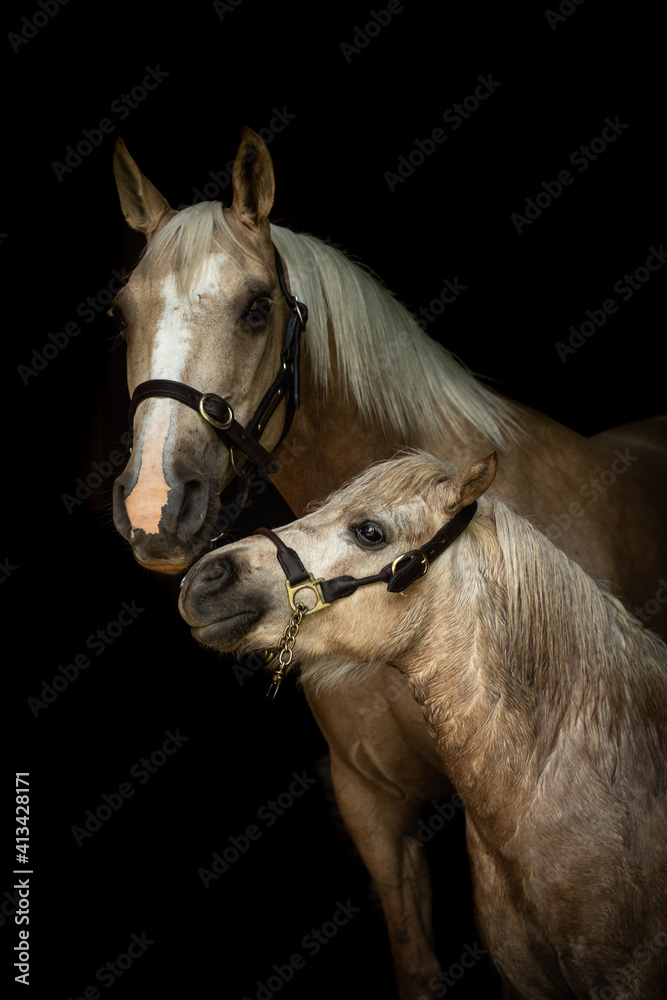 Obraz premium Two Palominos