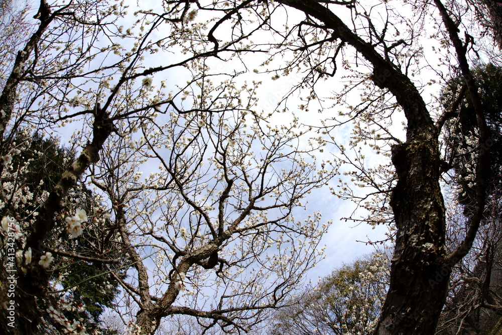 spring, in which the cherry blossoms bloom spring, in which the cherry blossoms bloom
